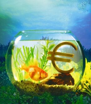 acuario con peces dorados para atraer dinero